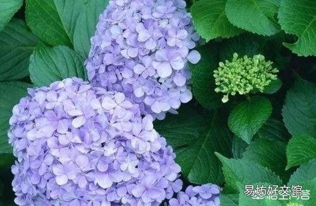 新买回来的绣球苗需要打顶修剪吗?