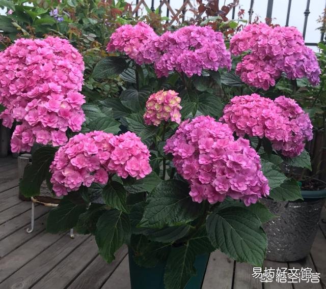 新买回来的绣球苗需要打顶修剪吗?