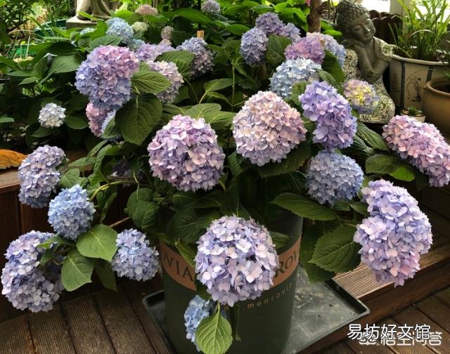 新买回来的绣球苗需要打顶修剪吗?
