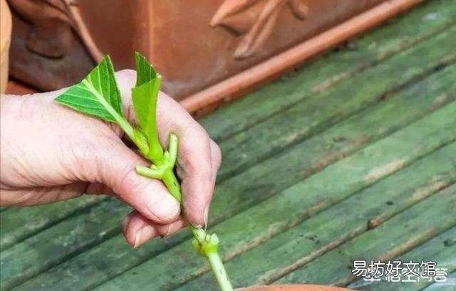 新买回来的绣球苗需要打顶修剪吗?