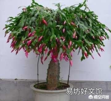 下雨天,室内养花能不能用磷酸二氢钾?