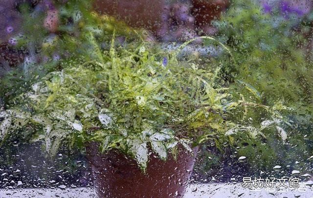 下雨天,室内养花能不能用磷酸二氢钾?