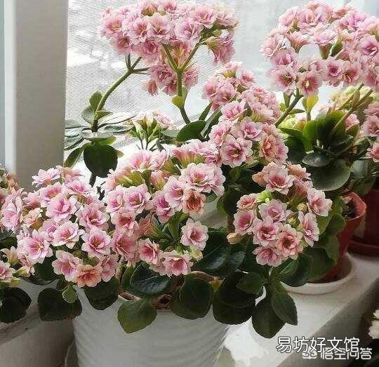 下雨天,室内养花能不能用磷酸二氢钾?