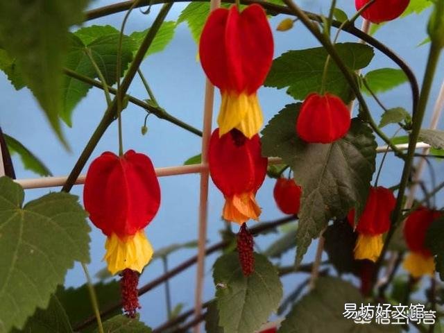 下雨天,室内养花能不能用磷酸二氢钾?