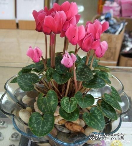 下雨天,室内养花能不能用磷酸二氢钾?