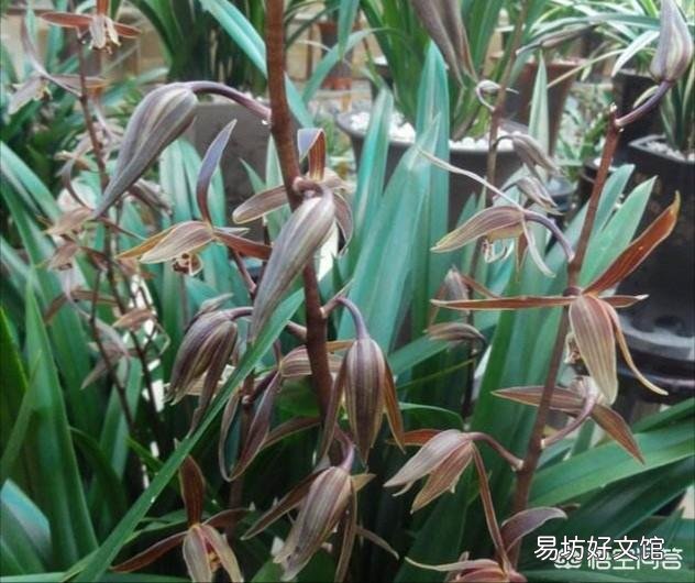 下雨天,室内养花能不能用磷酸二氢钾?