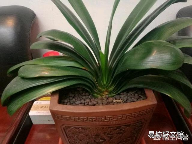 冬天君子兰基座发红,能拨叶子吗?要注意什么?