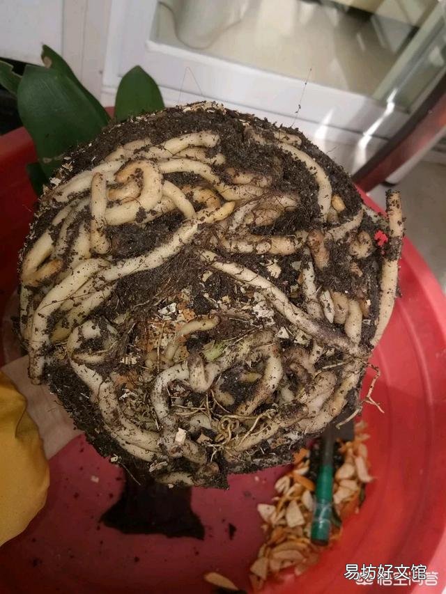 冬天君子兰基座发红,能拨叶子吗?要注意什么?