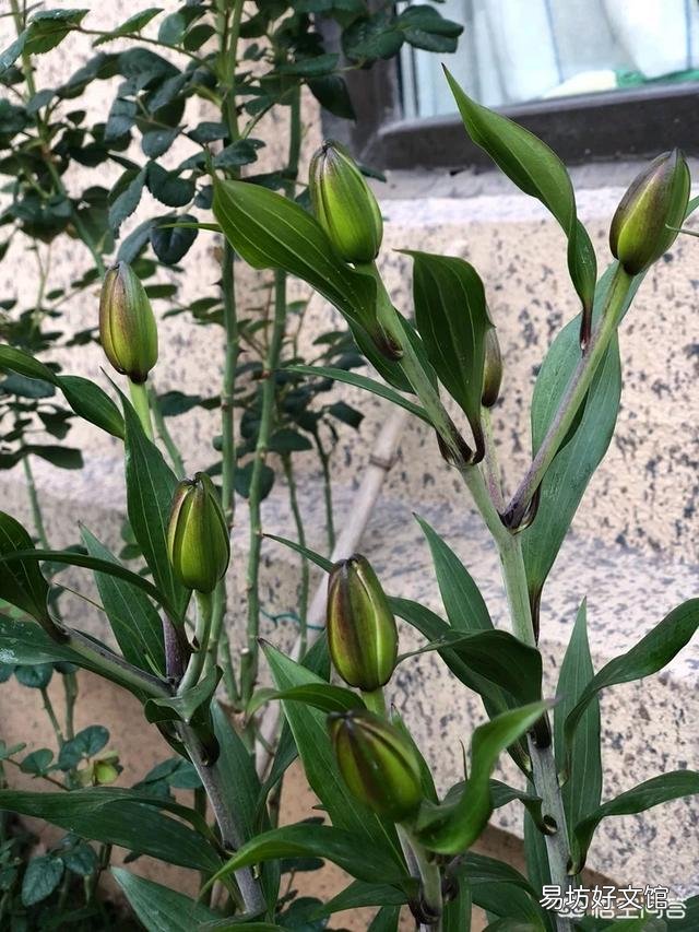 百合花容易凋谢是什么原因?