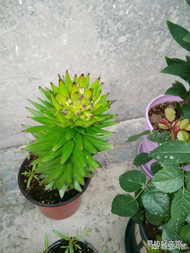 百合花容易凋谢是什么原因?