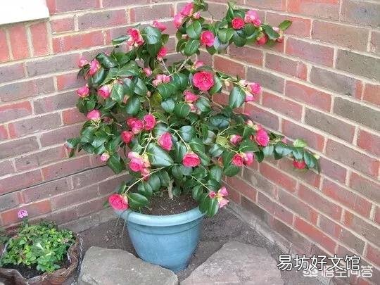 茶花室内养殖为什么会落叶?