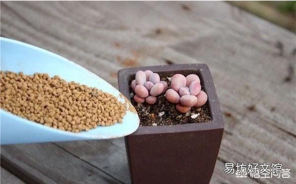 多肉植物如何上盆?