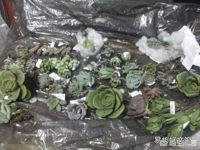 多肉植物如何上盆?