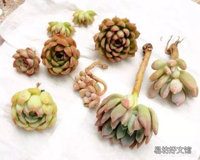 多肉植物如何上盆?