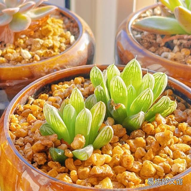多肉植物如何上盆?