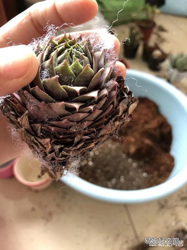 多肉植物如何上盆?