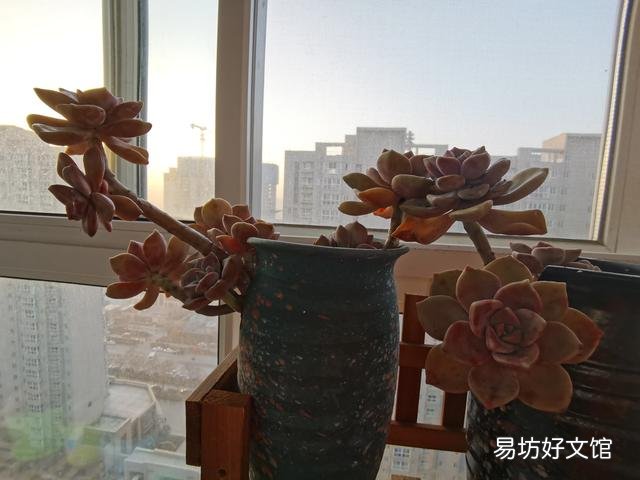 多肉植物如何上盆?