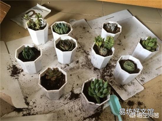 多肉植物如何上盆?