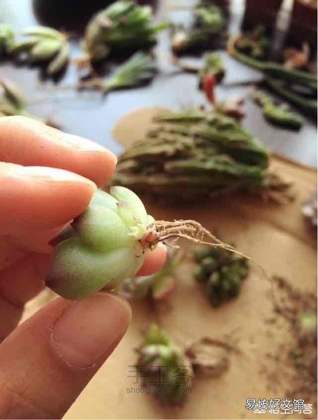 多肉植物如何上盆?
