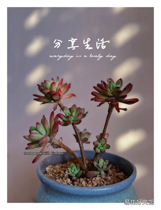 多肉植物如何上盆?