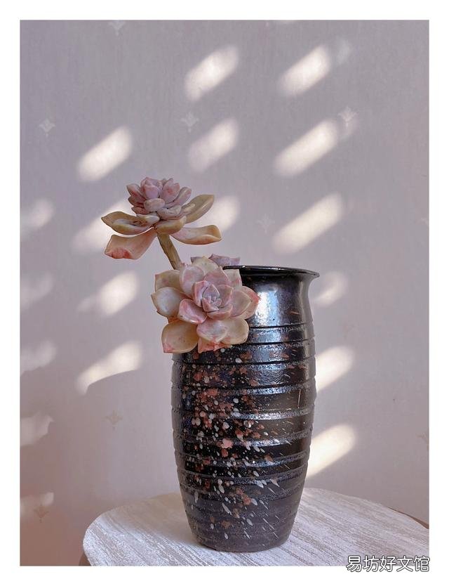 多肉植物如何上盆?