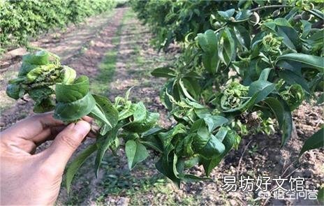 吡虫啉如何正确对花卉使用?