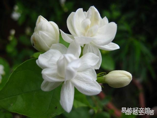 刚买回来的茉莉花怎么换盆合适？