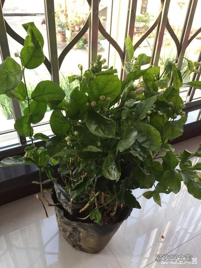 刚买回来的茉莉花怎么换盆合适？