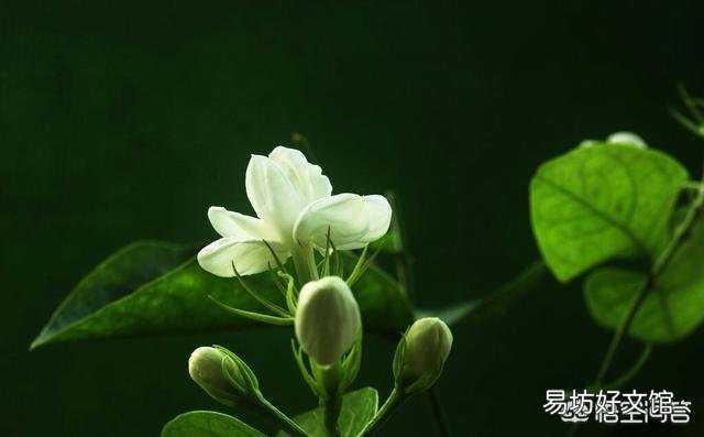 刚买回来的茉莉花怎么换盆合适？