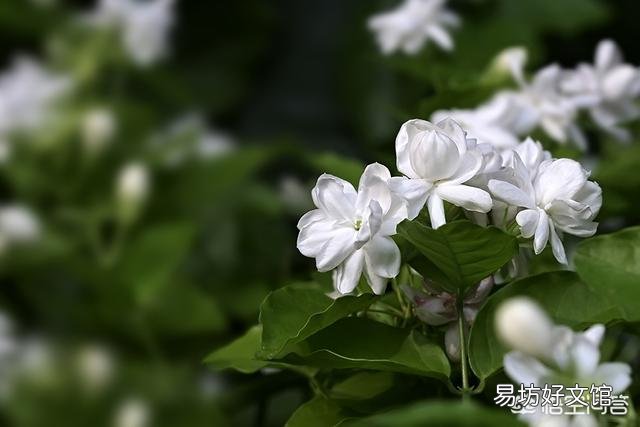 刚买回来的茉莉花怎么换盆合适？