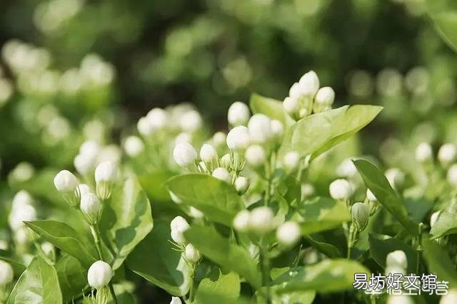 刚买回来的茉莉花怎么换盆合适？