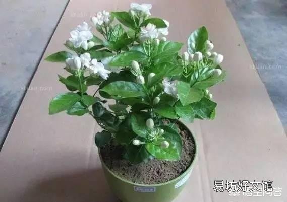 刚买回来的茉莉花怎么换盆合适？