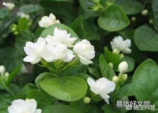刚买回来的茉莉花怎么换盆合适？