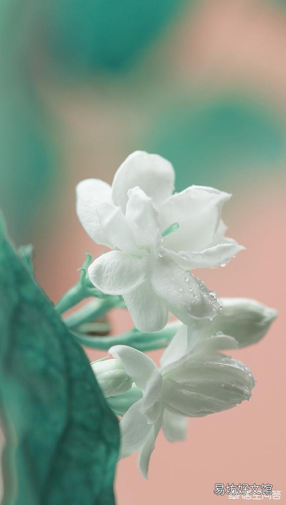 刚买回来的茉莉花怎么换盆合适？