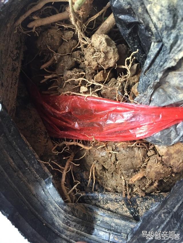 刚买回来的茉莉花怎么换盆合适？