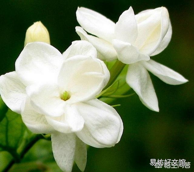刚买回来的茉莉花怎么换盆合适？