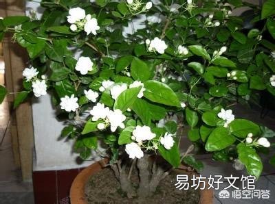 刚买回来的茉莉花怎么换盆合适？