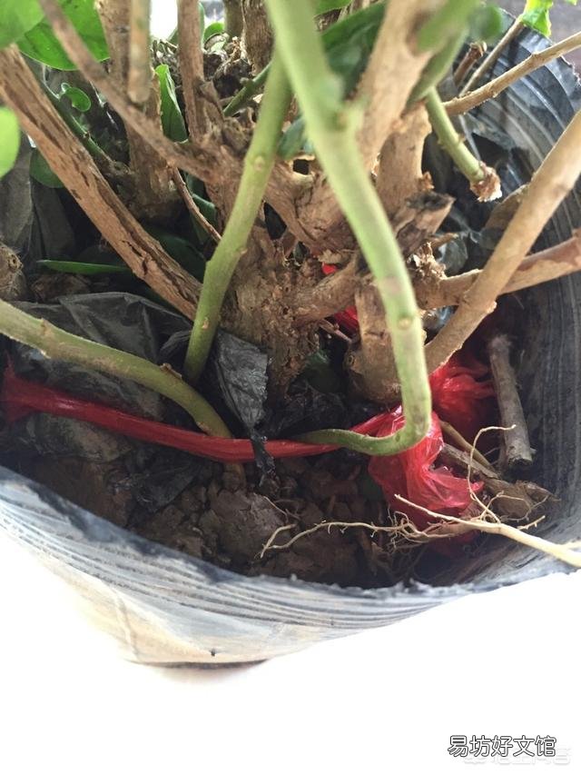 刚买回来的茉莉花怎么换盆合适？