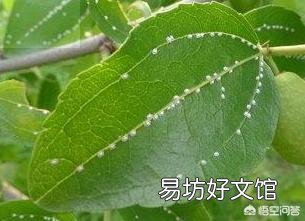 如何高效消灭蚧壳虫并阻断繁殖链条?