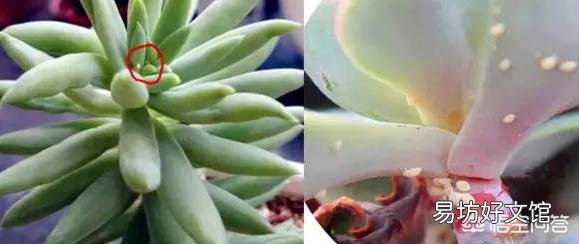 如何高效消灭蚧壳虫并阻断繁殖链条?