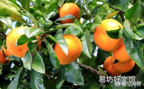 如何高效消灭蚧壳虫并阻断繁殖链条?