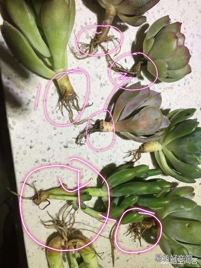多肉植物怎么修根?