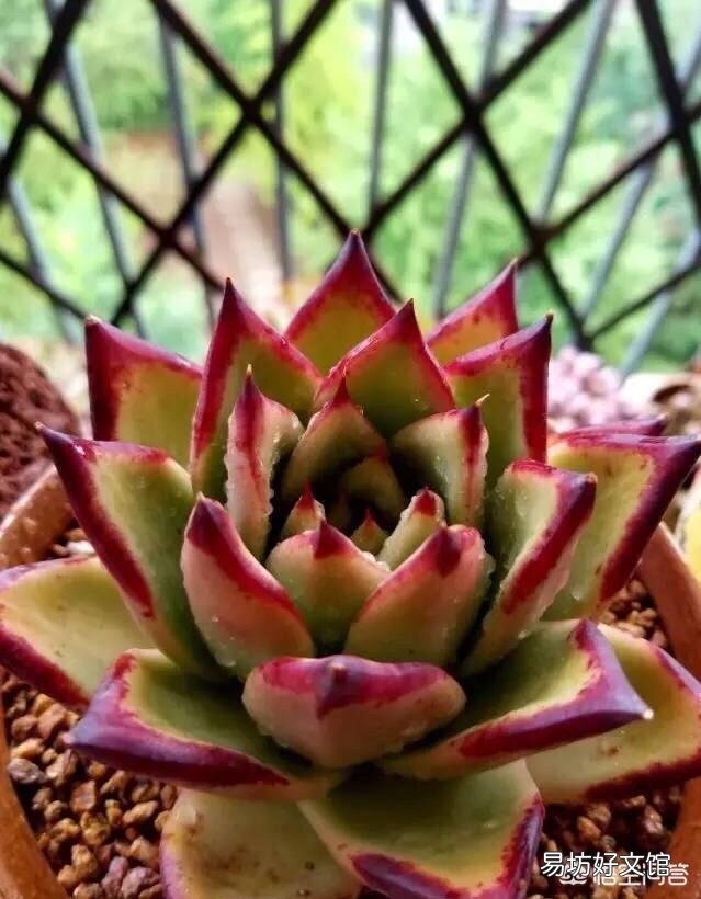 多肉植物怎么修根?