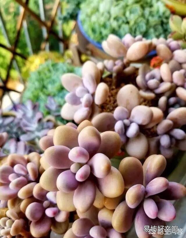 多肉植物怎么修根?