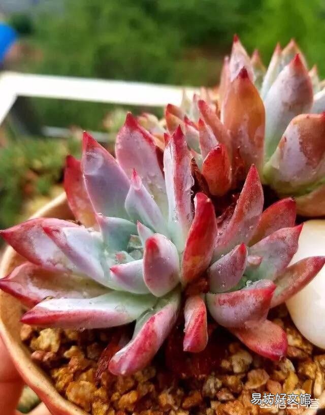 多肉植物怎么修根?