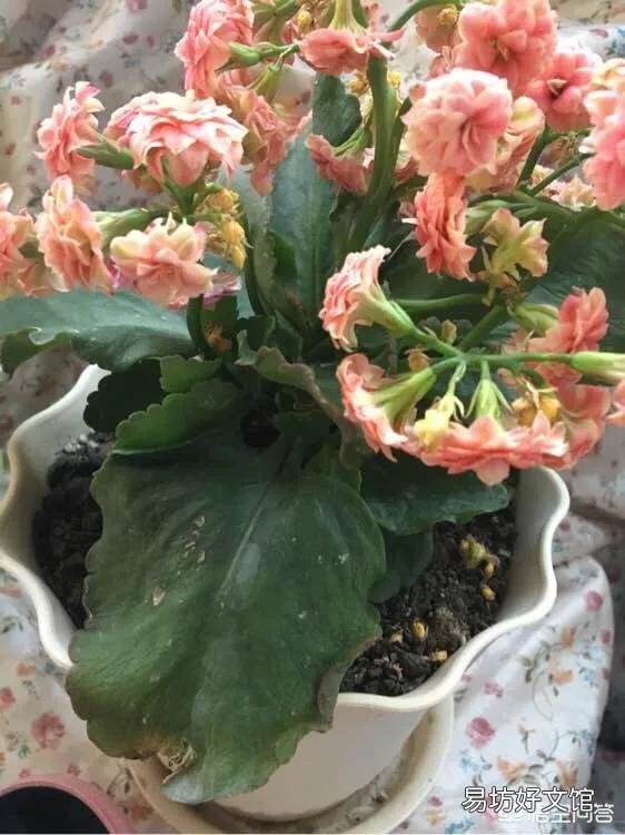 长寿花的叶子无法舒展且发软,这是怎么回事?