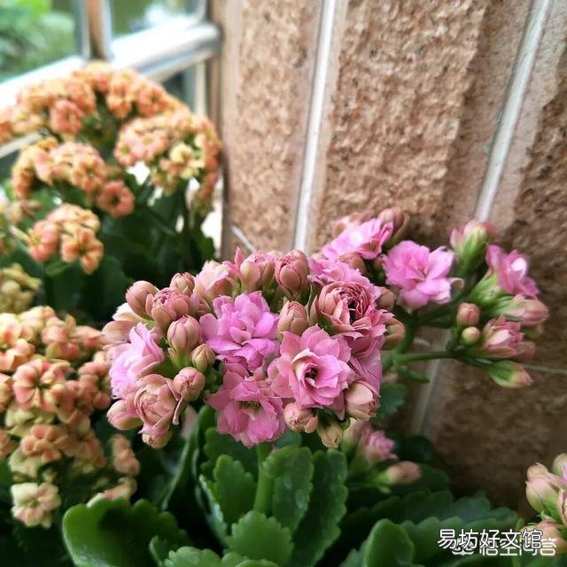 长寿花的叶子无法舒展且发软,这是怎么回事?