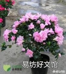 杜鹃花叶子都掉了,怎么办?