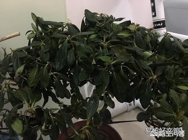 杜鹃花叶子都掉了,怎么办?