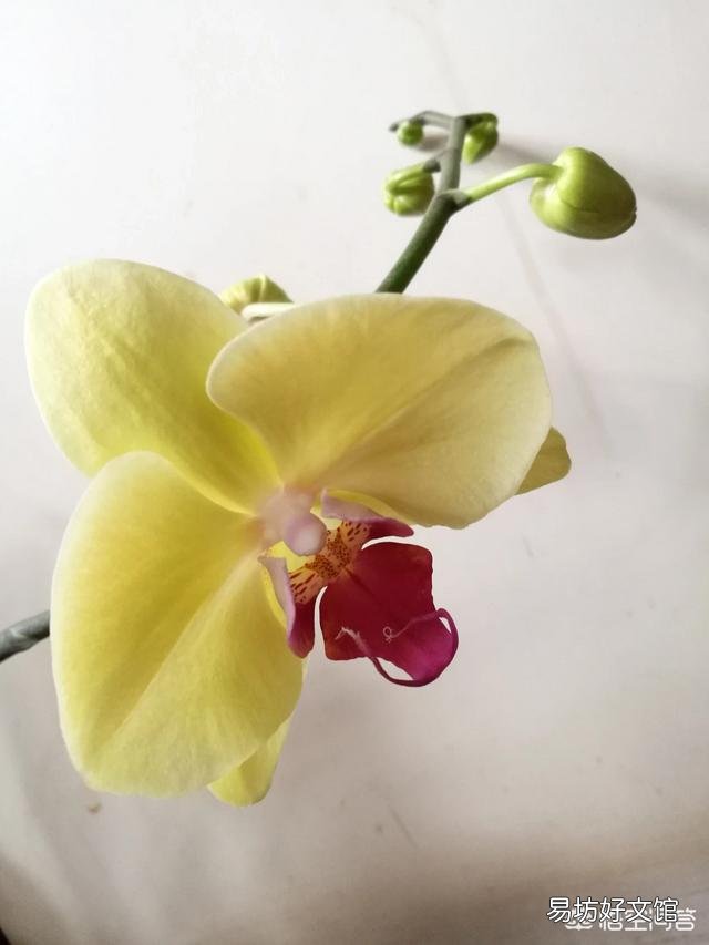 蝴蝶兰有了花苞后是否可以喷磷酸二氢钾?